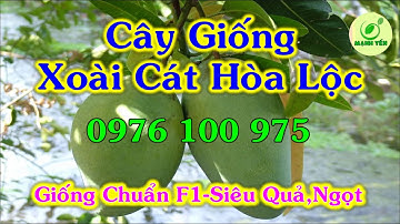 cây giống XOÀI CÁT HÒA LỘC - Giống chuẩn F1 - Siêu sai quả ngon, ngọt
