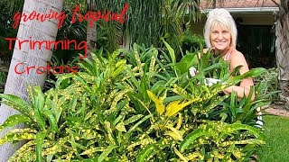 Tips For Trimming Your Croton Shrubs ✂ // Growing Tropical