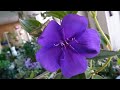 [환희사랑 VLOG]거실에서 꽃처럼 예쁜 관엽들ᆢ베란다에서 첫 꽃을펴준새로운 아이들 구경하셔요/티보치나꽃/풍로초/소코라코/파트타임 룬데리(주부TV)베란다정원