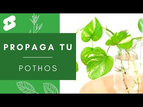 Vídeo: Aprèn a propagar una planta de nines de la Xina