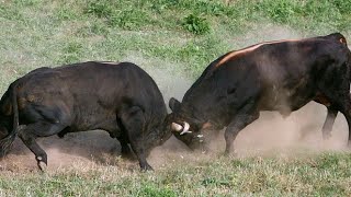 Borba Bikova Čevljanovići