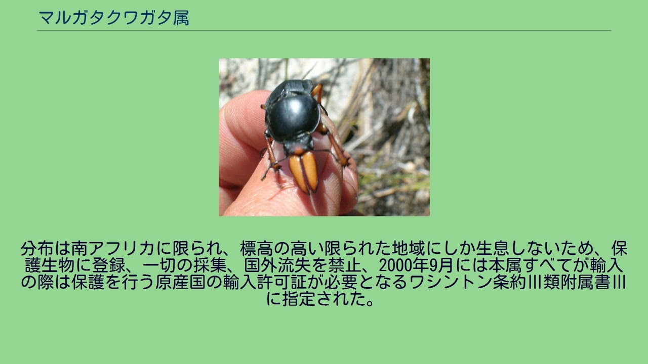 マルガタクワガタ属 - YouTube
