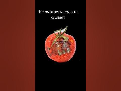 помидор vs гнилой помидор - YouTube