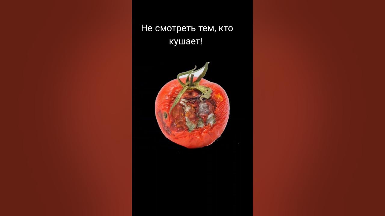 помидор vs гнилой помидор - YouTube