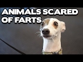 Funny animals scared of farts compilation best funny animal compilation