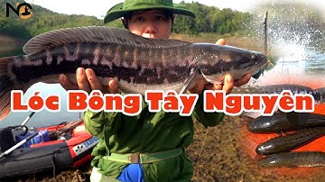 Hành trình săn cá lóc bông khủng hugo tập 3