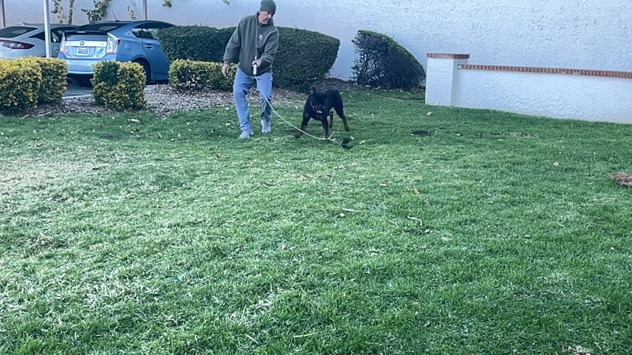 Flirt Pole Exercise with my Rottweiler