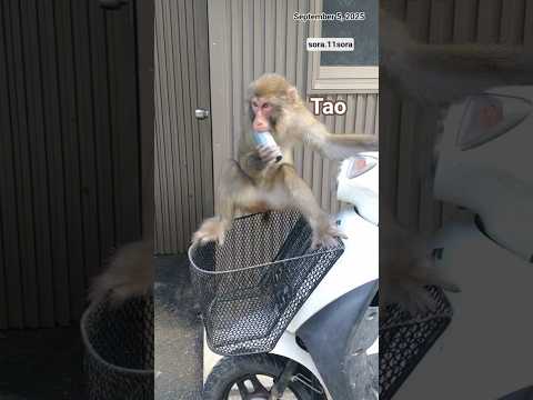 おサルさん Awaji Island Monkey Center身体障害お猿さん 12 2020f - YouTube