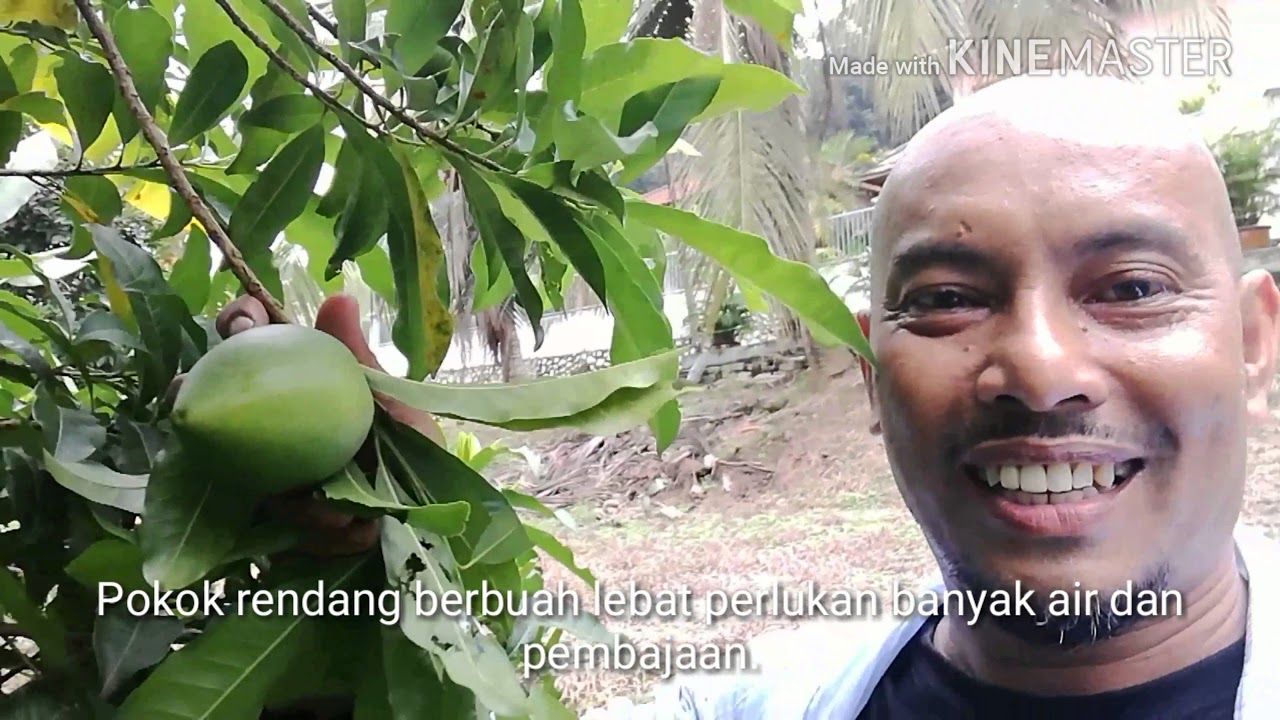  Buah  Abiu Di Malaysia  Buah  yang unik dan manis YouTube