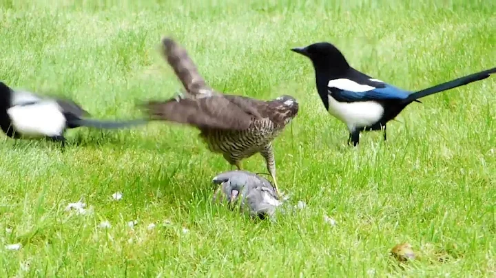 Sparrowhawk catches Wood Pigeon and is then harass...