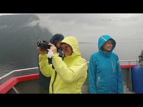 Video: Newfoundland Road Trip Itinerář: Kde Navštívit, Jíst A Zůstat