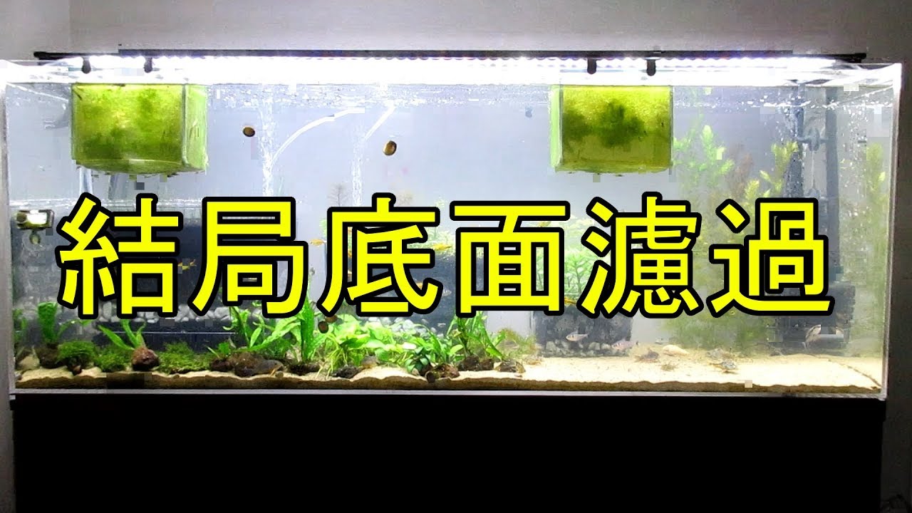 Aquarium 019 1cmコリドラス水槽立ち上げ 結局底面濾過編 Youtube