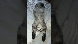 Cute cat sleeping ❤️ #pets#cute #animals#top#kitten