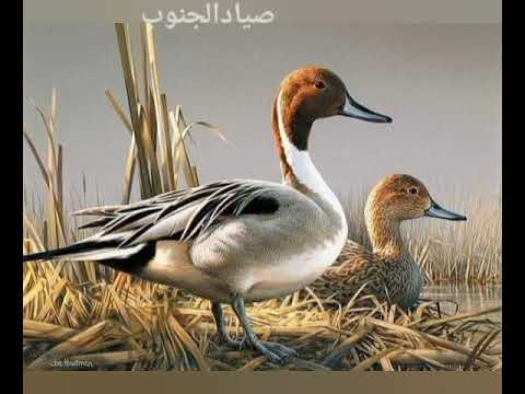 صوت الهربان او ابوبسيله