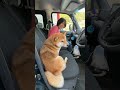 パパを素無視してドーンと居座る柴犬てぃーだ　 #柴犬てぃーだ #shiba