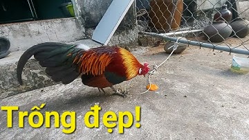 Trống rừng F1 đẹp