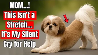 If Your Dog Stretches When They See You… Here’s What It Actually Means