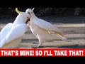 SULPHUR CRESTED COCKATOO - I&#39;LL TAKE THAT!