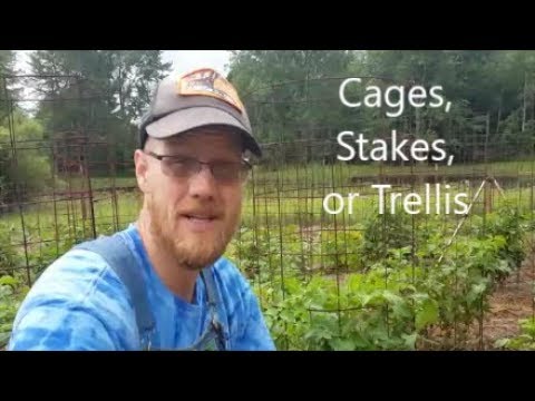Tomato Cage, Stake, and Trellis