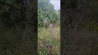 Campito de moreras, las  Lapas, península de la Torre,La Coruña.