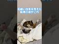 V字毛繕いはさすがに謎すぎる #cats #猫のいる暮らし