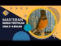 Masteran Burung Murai Trotol Umur 2-4  Bulan Birds Singing Murai❗murai Batu of indonesia#viral