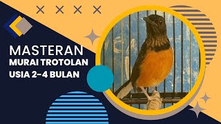 Masteran Burung Murai Trotol Umur 2-4  Bulan Birds Singing Murai❗murai Batu of indonesia#viral