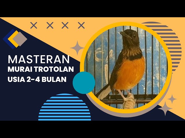 Masteran Burung Murai Trotol Umur 2-4  Bulan Birds Singing Murai❗murai Batu of indonesia#viral class=