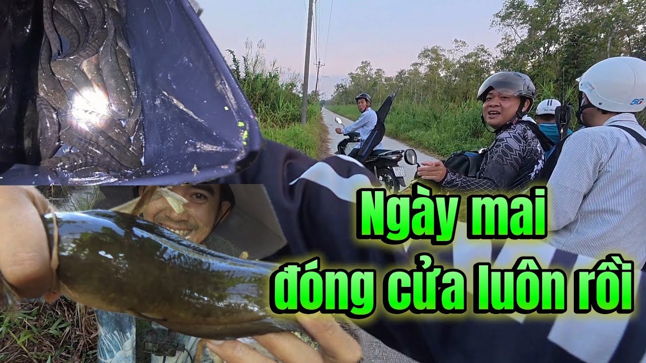 Câu cá lóc rừng U MINH HẠ, anh em đang lên cá hăng say thì bất ngờ hay tin đóng cửa. TTR #115