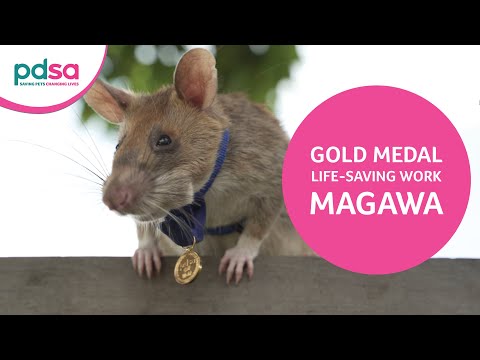 Video HeroRAT Magawa is awarded the PDSA Gold Medal