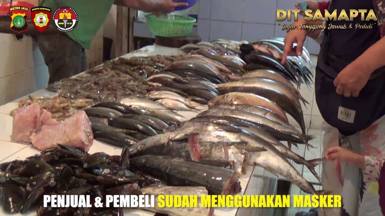 Komunitas Pecinta Kucing Jakarta Kpkj Komunitas Indonesia