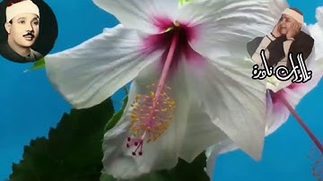 《من التلاوات المميزة لفضيلة الشيخ عبدالباسط عبدالصمد(وما تيسر من سورة الفتح )》