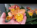 LINDO VÍDEO DE APRESENTAÇÃO DAS ORQUÍDEAS !! A MAIOR EXPOSIÇÃO ONLINE DE ORQUÍDEAS !!!