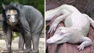 Rarest Animals You'll Only See Once Every 1000 Years
