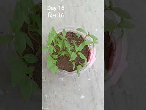 HOW TO GROW