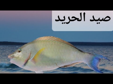 علمني كيف اصطاد الحلقة ٣ سمكة الحريد