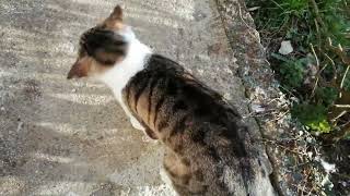 Friendly Cat loves to roll by Cats on the Farm 292 views 2 years ago 24 seconds