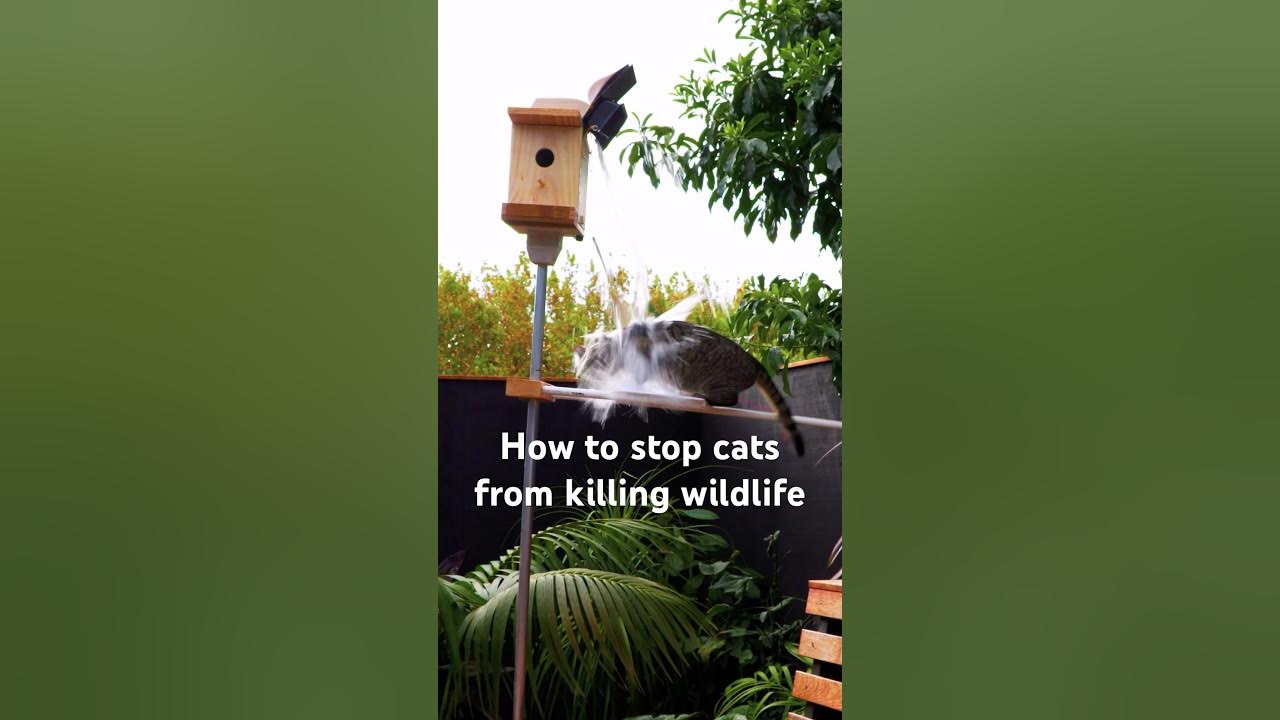 How to stop cats from killing wildlife YouTube