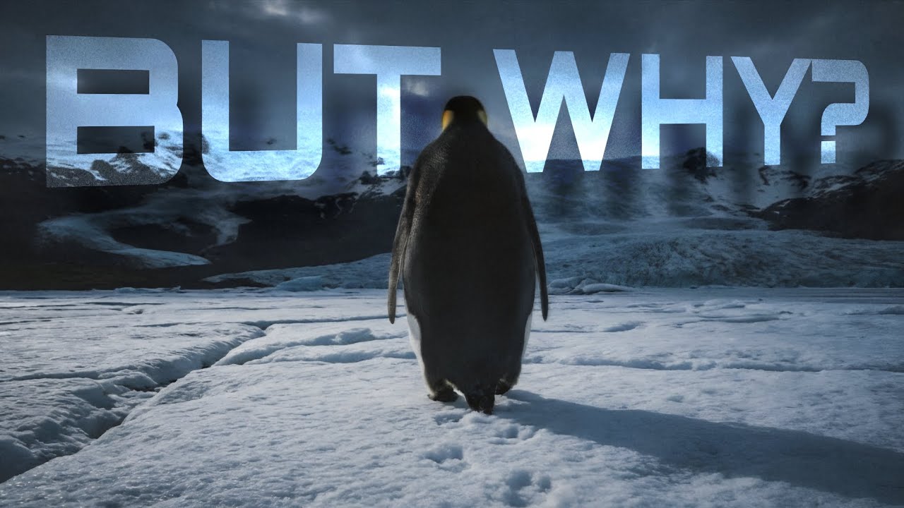 Why Did This Penguin Video Touch So Many People?