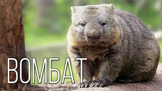 Wombat: An Australian chubby with a very powerful booty