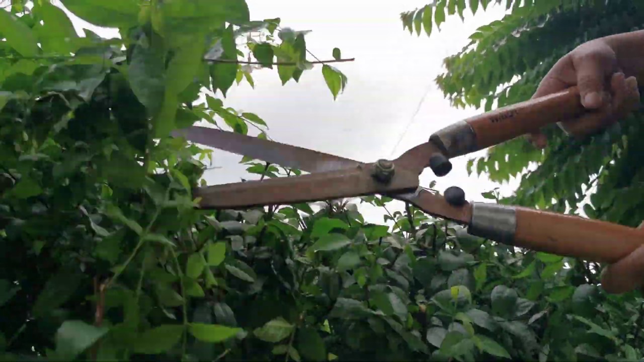 The Right Way To Prune Your Backyard Plants - BackyardPrime - YouTube