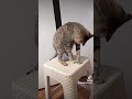 Котам нельзя на стол