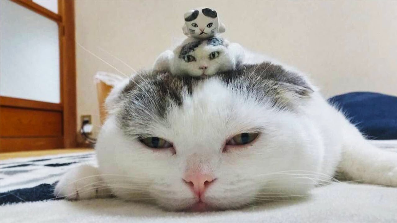 Essayer De Ne Pas Rire Videos Droles De Chats Et De Chiens 75 Youtube