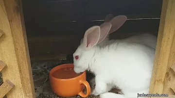¿Pueden los conejos beber otra cosa que no sea agua?