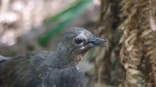 Lyrebirds The Masters Of Natures Mimicry