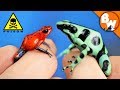 Which Poison Frog Can Kill You?