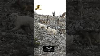 The Guardian Dog That Stopped A Pack Of Wolves #shorts #dog #wolf