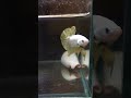 Cá betta rồng vàng nè