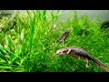 15 hours soothing newt aquarium  relaxation music