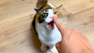 猫達とちょっとだけ生まれ変わった階をルームツアーしてみました